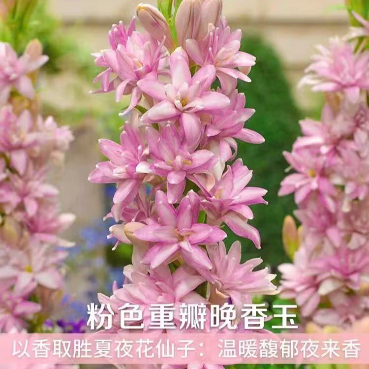 【12-20芽头晚香玉】种球浓香阳台庭院室外花卉植物多年生花