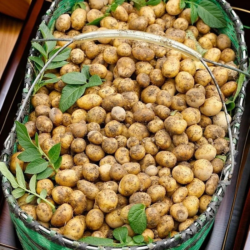 正宗湖北恩施小土豆现挖新鲜黄心土豆当季蔬菜整箱迷你马铃薯洋芋