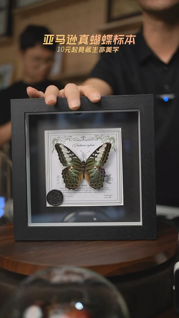 有机玻璃丽蛱蝶7寸方框