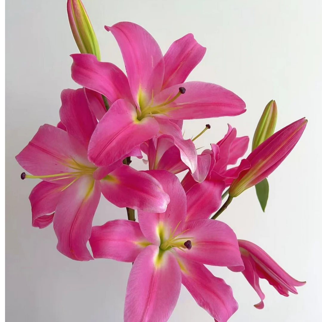 【特惠组合款】罗宾娜单瓣百合+橙色芭比多头玫瑰组合