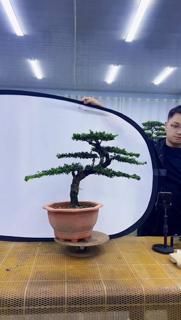 无花朵吴**闹0000000000000