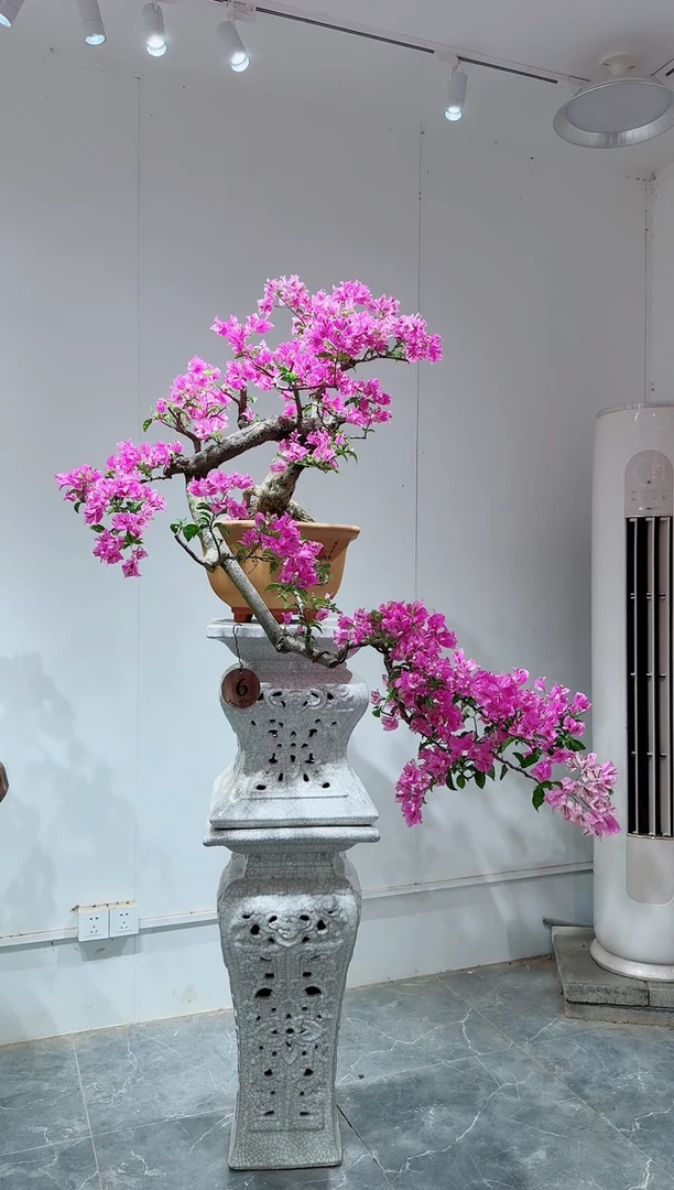 无花朵?三角梅雪紫