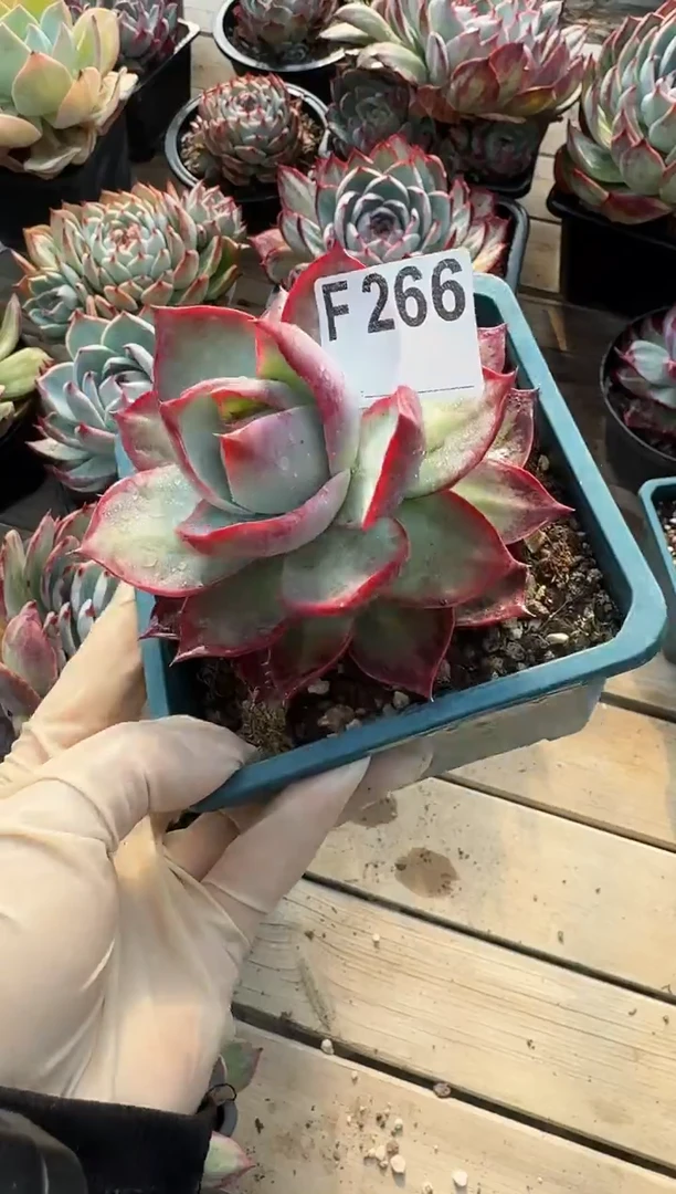 F266惊鸿仙子（裸根发货）