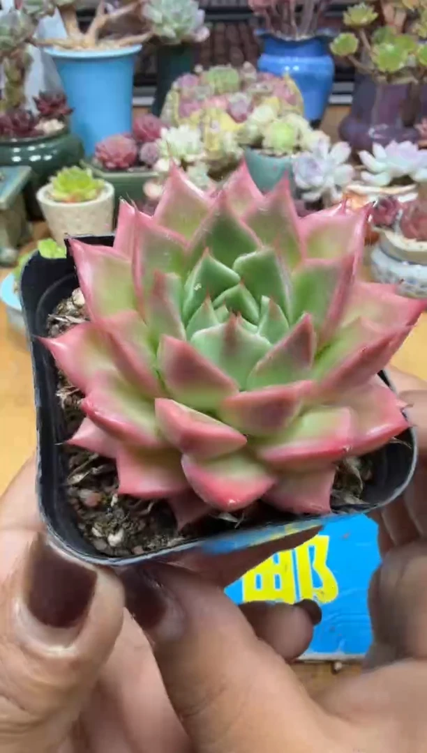 东云多肉园二店-41