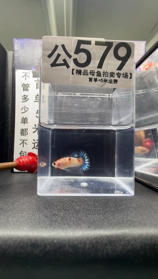 斗鱼公鱼编号：579