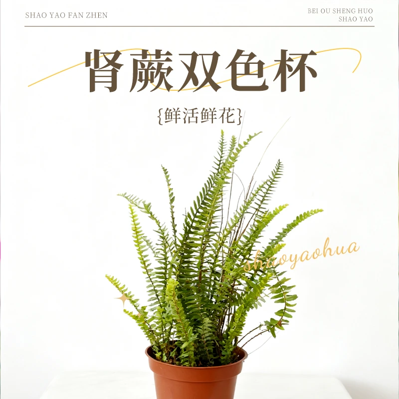 肾蕨双色杯室内喜湿好养盆栽净化空气四季常青观叶绿植绿叶植物
