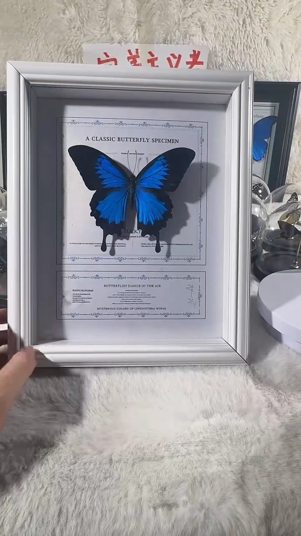 木天堂凤蝶白框新款