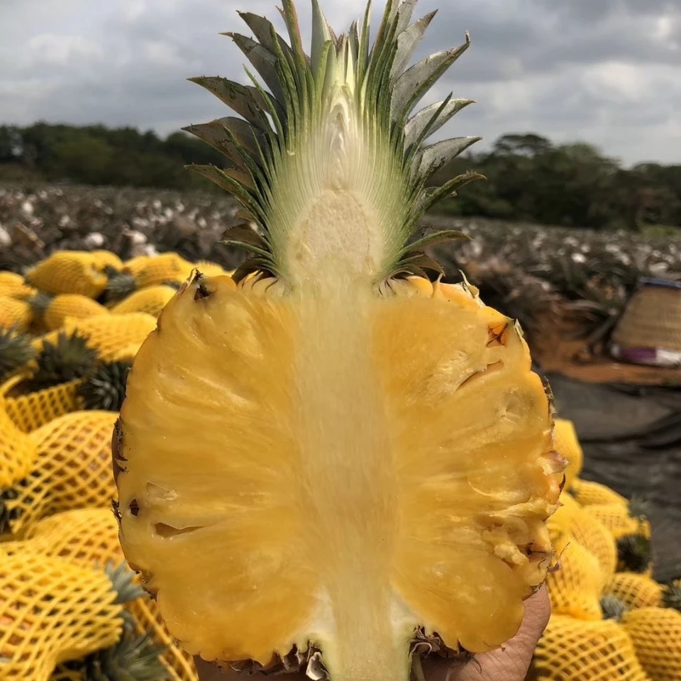 顺丰【芒果凤梨多】台农23号树熟超甜浓郁芒果香味海南当季凤梨水果
