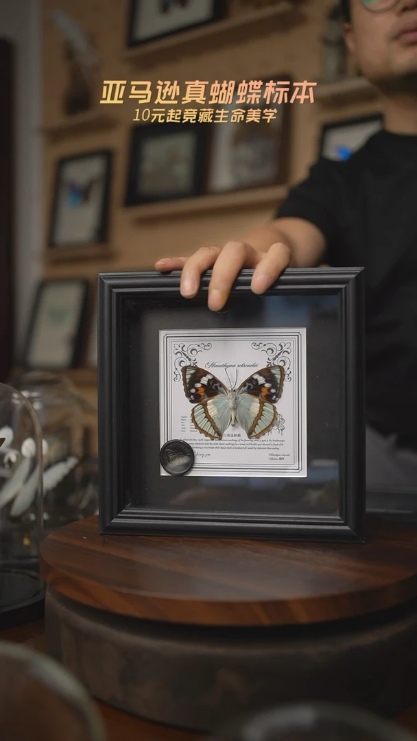 有机玻璃白斑迷蛱蝶方框