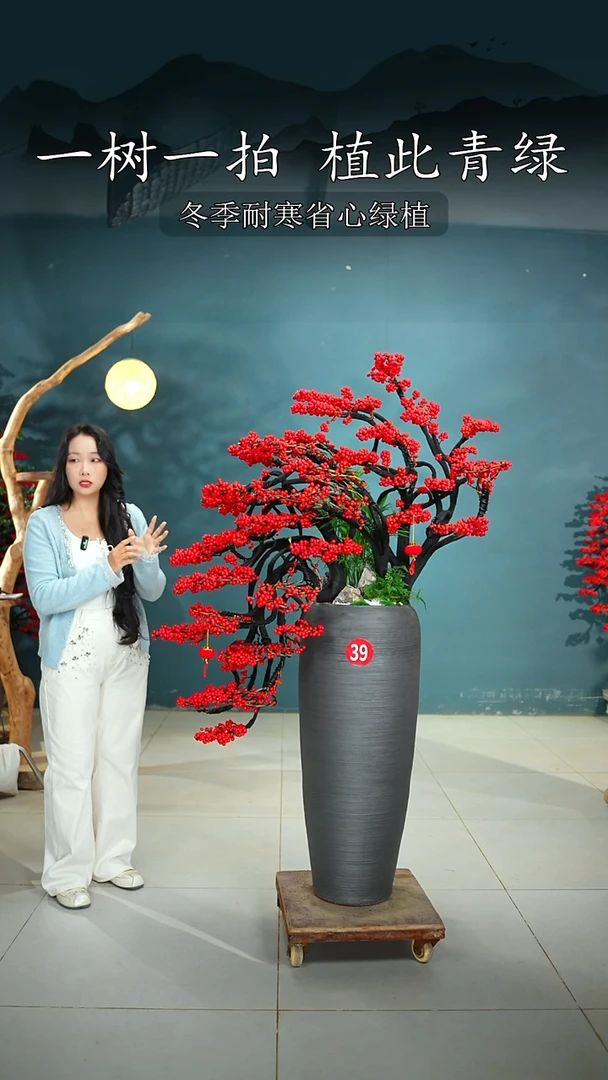 无花朵w****g北美冬青