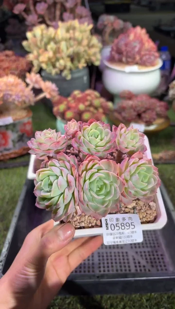 【闪购商品】05895