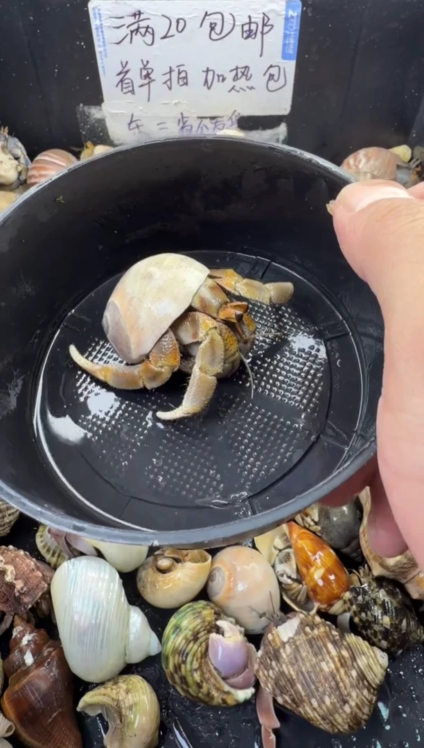 2.8口奥瓜一只，不包全品