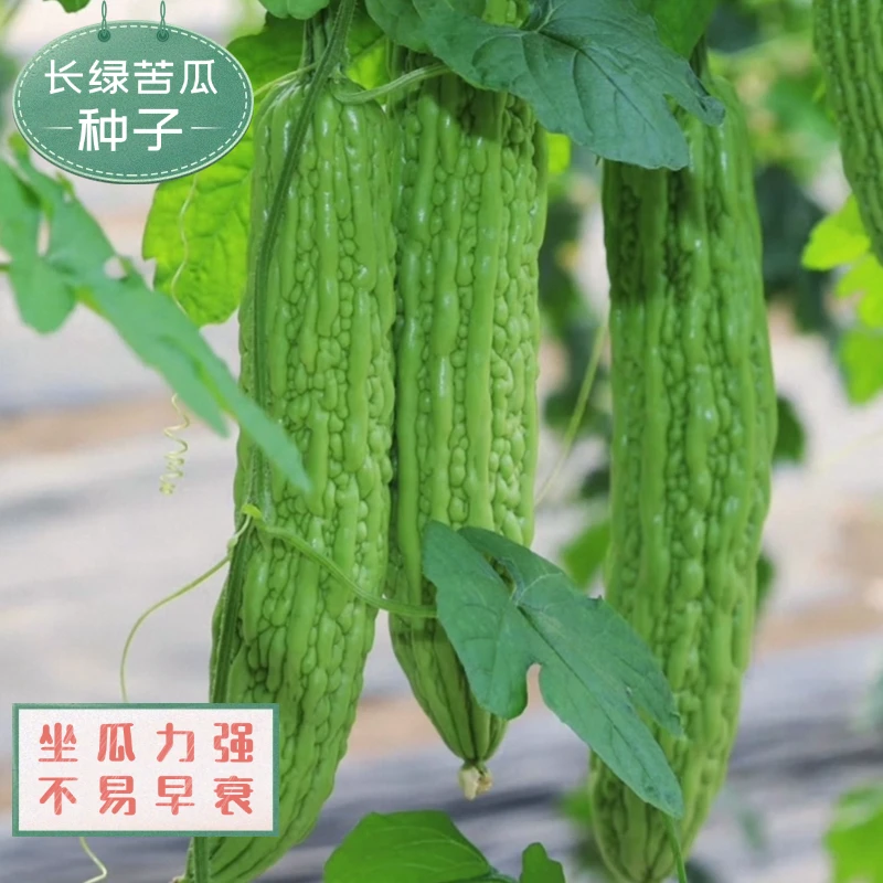 【全店满5包包邮】长绿苦瓜种子色泽油绿肉厚腔小家庭四季蔬菜籽