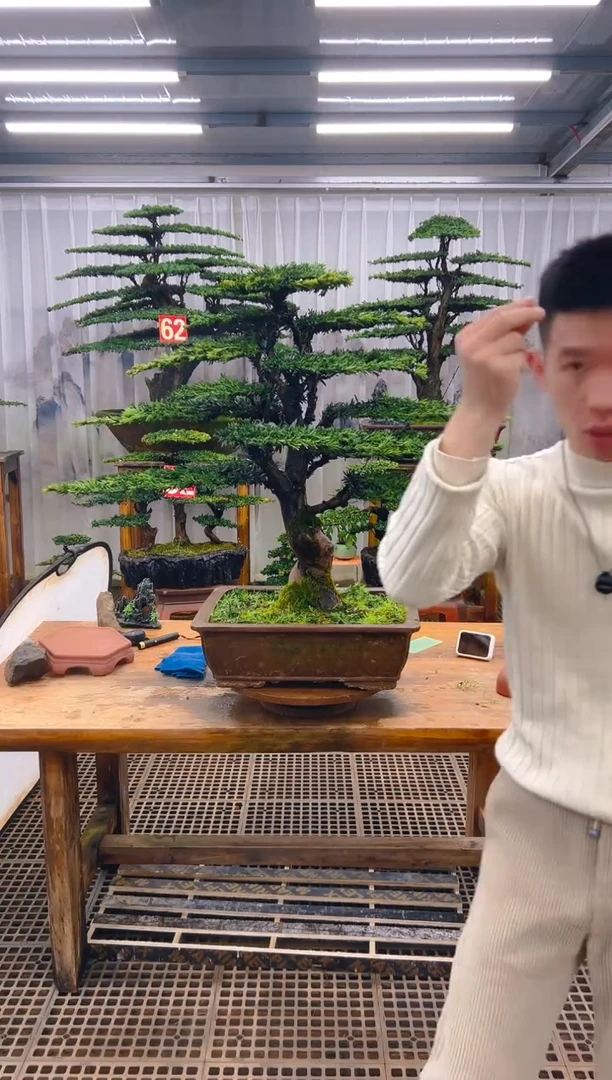 无花朵任*峰精品盆景直播间一物一拍