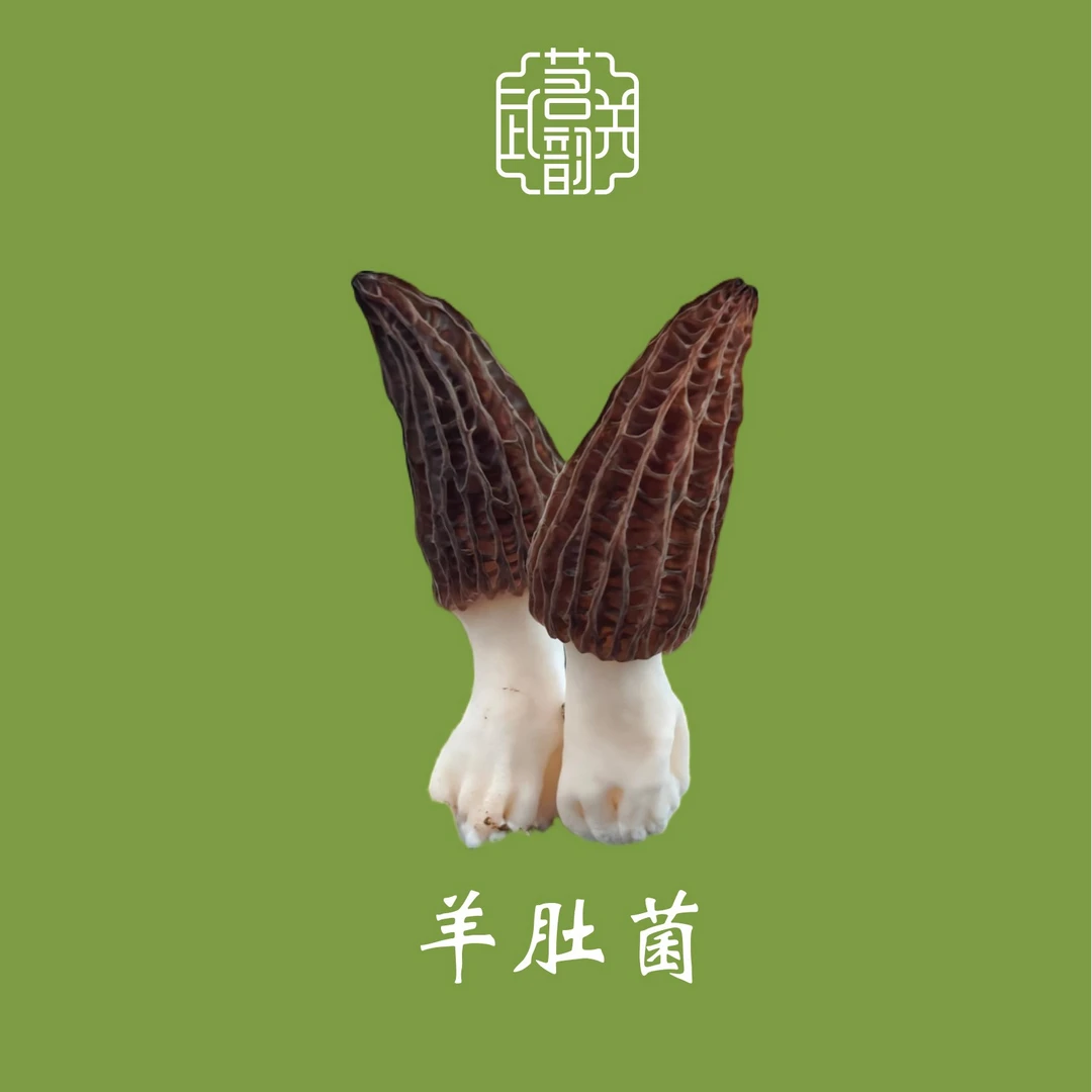 武关特产羊肚菌干货 新鲜美味有营养 炒肉煲汤样样行