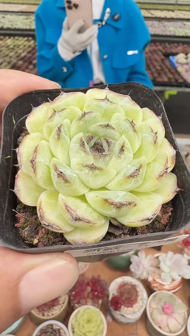 东云多肉园新款-71