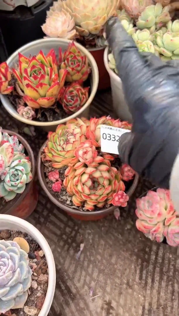 我**塑多肉植物一物一拍03321