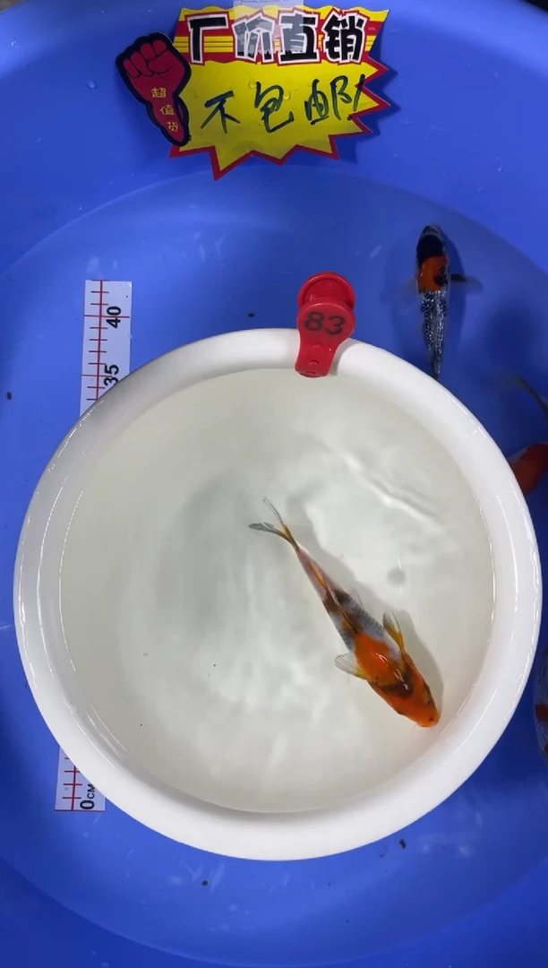 锦鲤活体二号链接