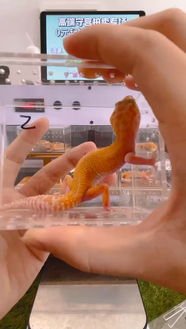 豹纹守宫可爱豹纹肥尾瘤尾捷角守宫