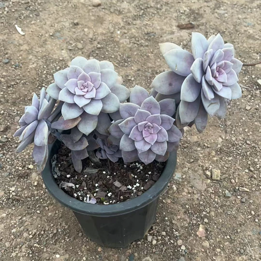 华丽风车多肉植物（满18包邮）新手好养好看