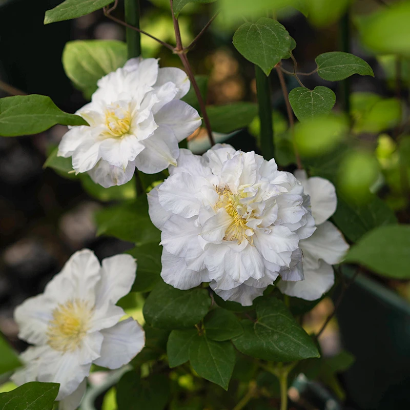 萌木直播铁线莲p9【维罗妮卡的选择】重瓣早花大花二类爬藤植物