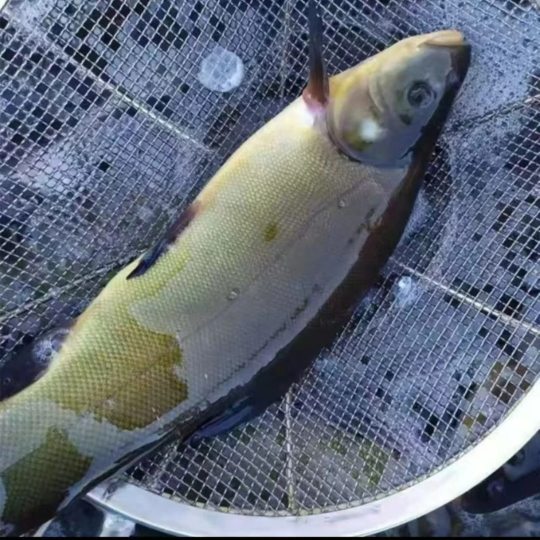 丁桂鱼苗 宠物观赏鱼