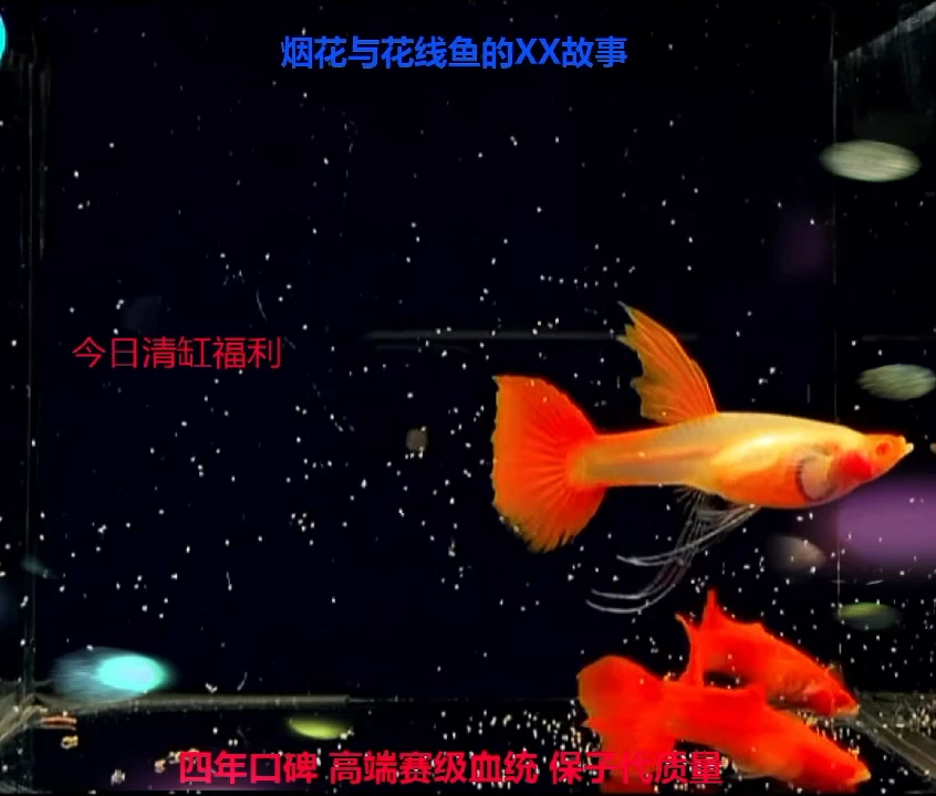 孔雀鱼全红玻璃宽C体验1对