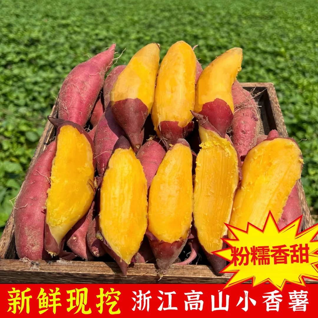 首批浙江临安天目山小香薯皮薄果肉无筋丝老少皆宜新鲜现挖现发