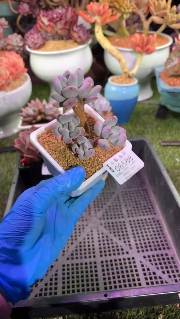 【闪购商品】06588