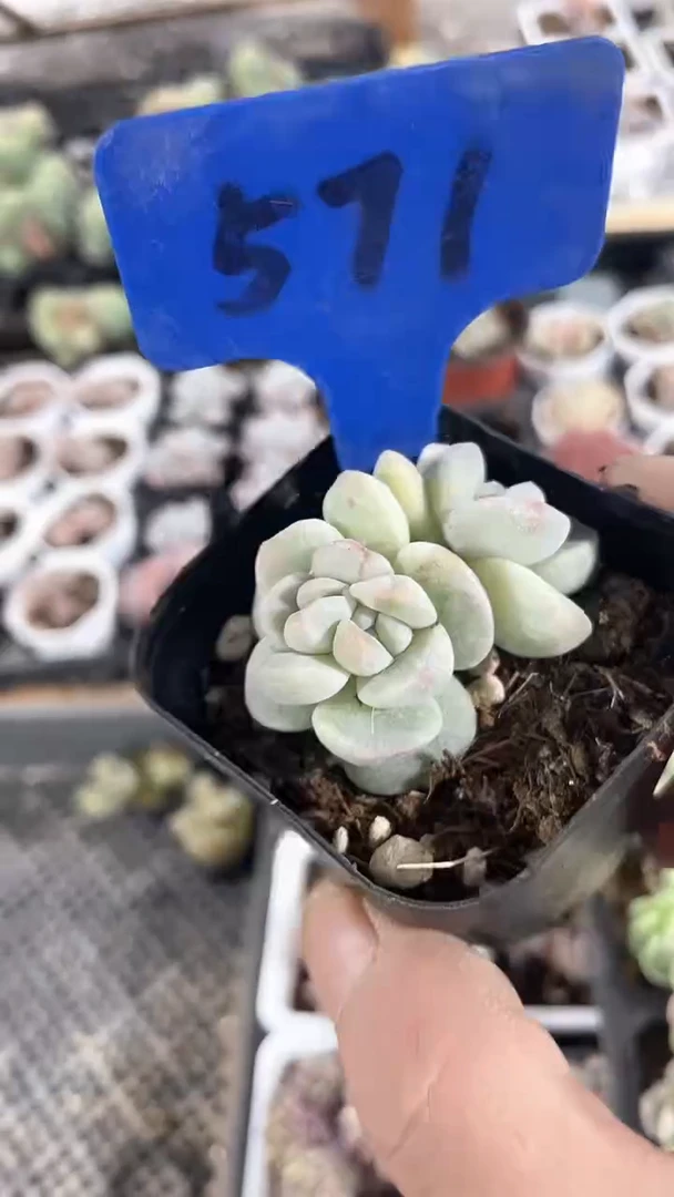 【闪购商品】571多肉