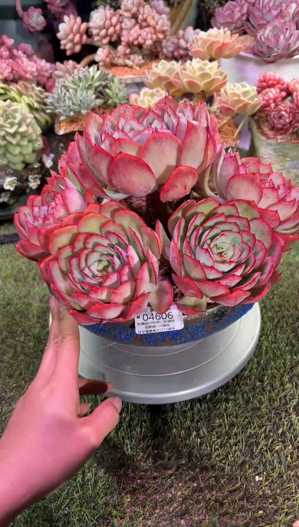 【闪购商品】04606