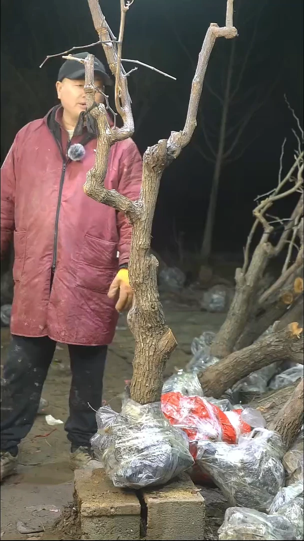 完全开放枣树290