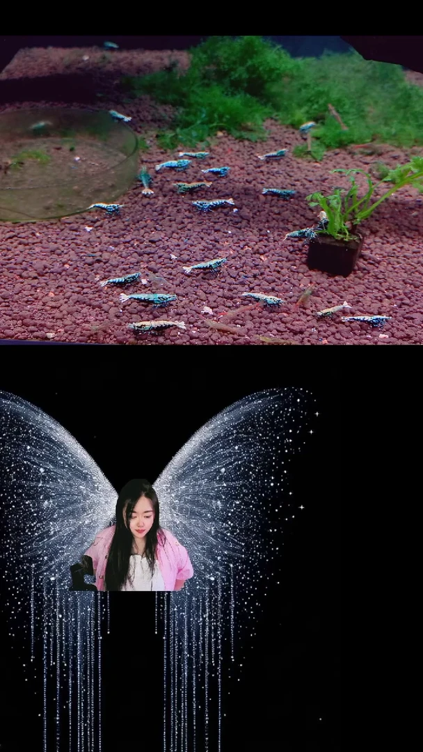 水晶虾淡水观赏虾水晶虾