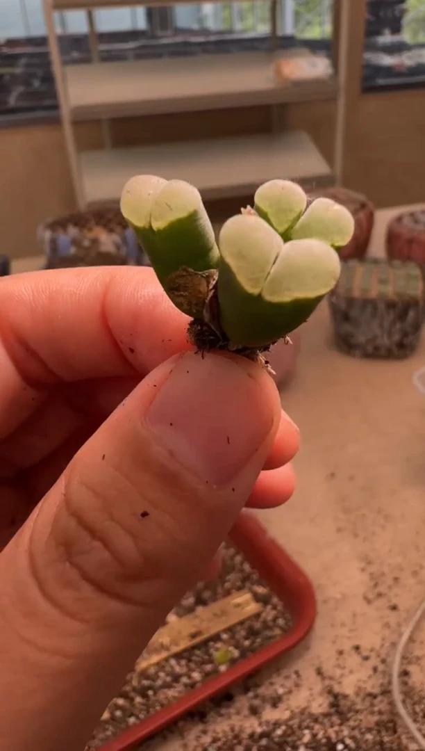 ?****?9-167多肉植物肉锥