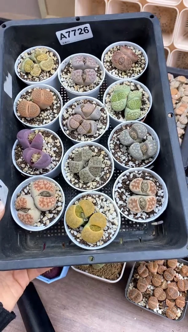 【闪购商品】7726直播一物一拍