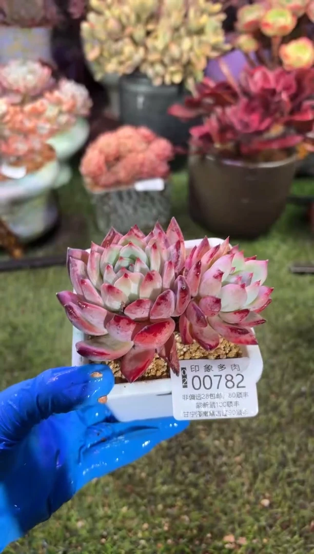 【闪购商品】00782