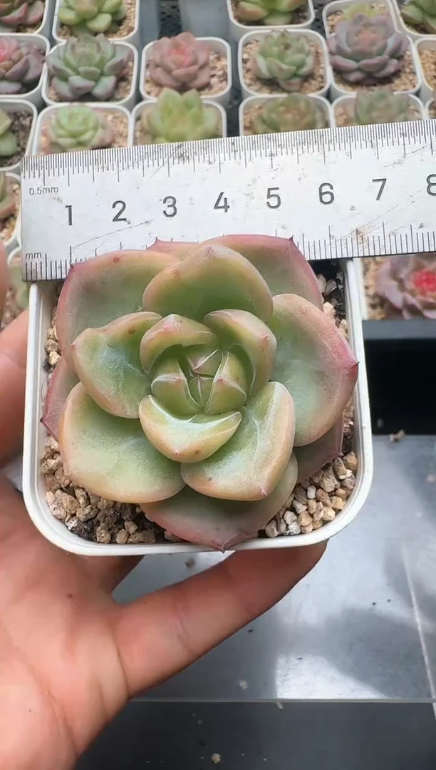 894C云禹多肉植物 带盆土纸巾打包 3颗包邮