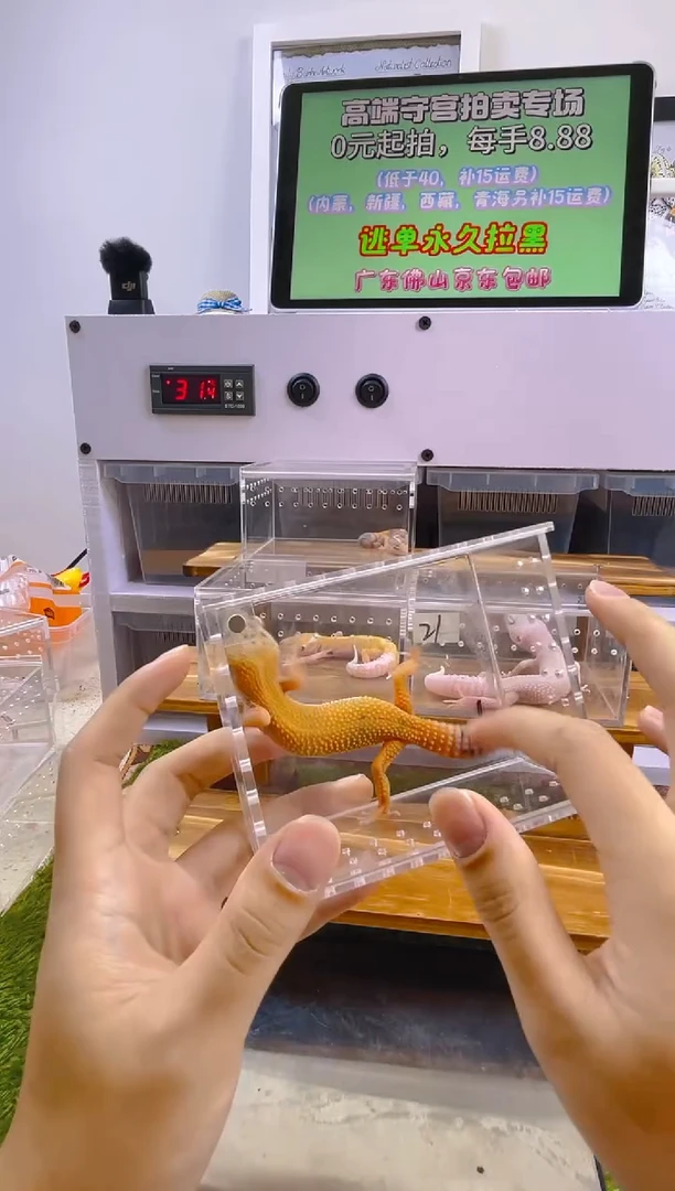 豹纹守宫豹纹肥尾苗子亚成成体