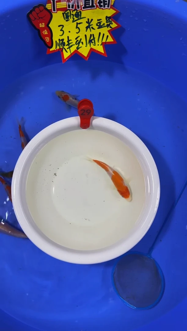锦鲤活体二号链接