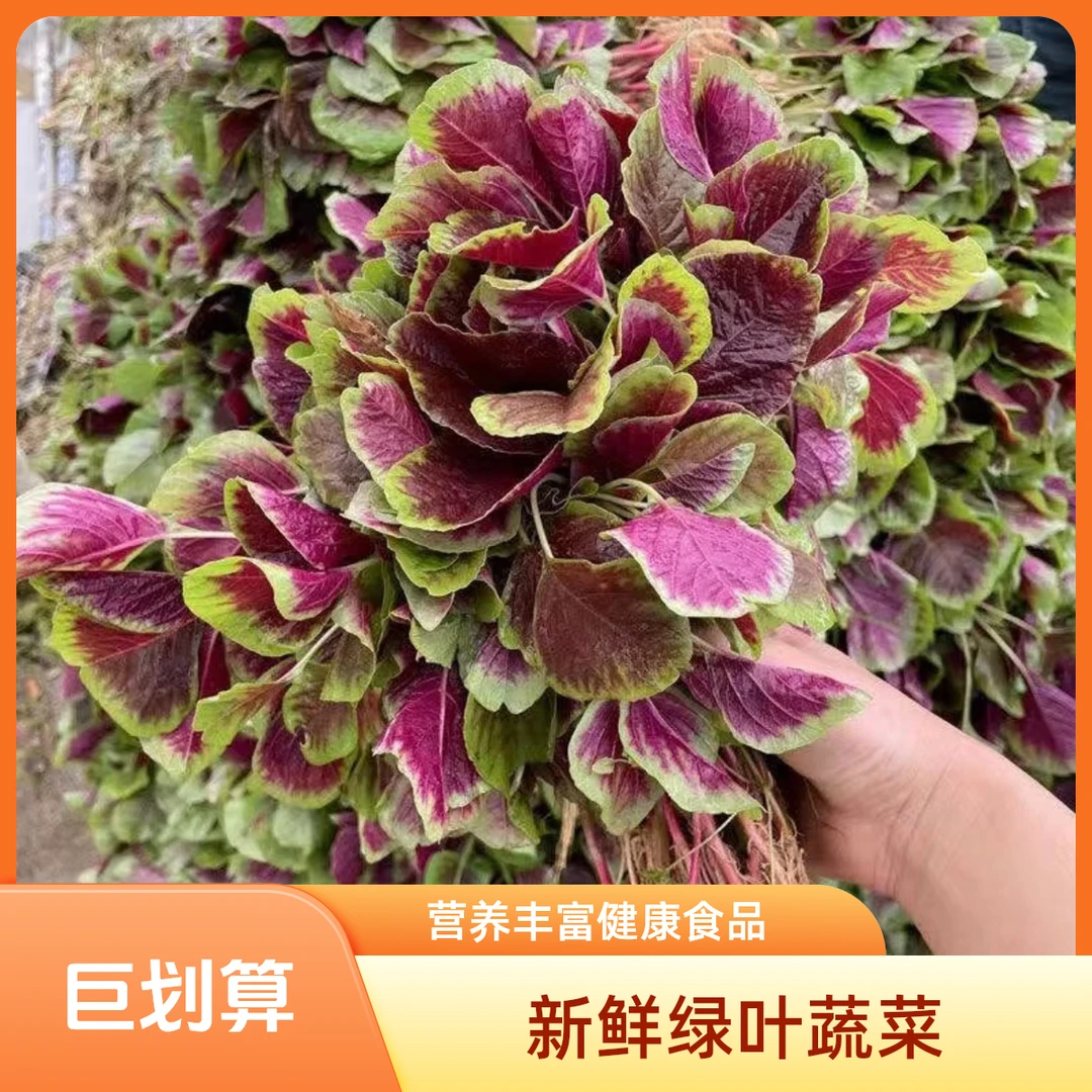 【红苋菜】新鲜采摘田间地头红苋菜汉菜产地0.5-5斤包邮直发