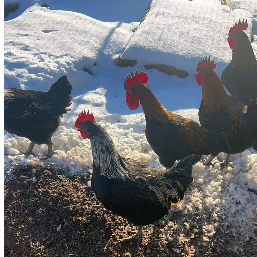 草原黑凤鸡好吃草原溜达鸡散养黑脚鸡肉质紧实鲜美 包冰率不含冰