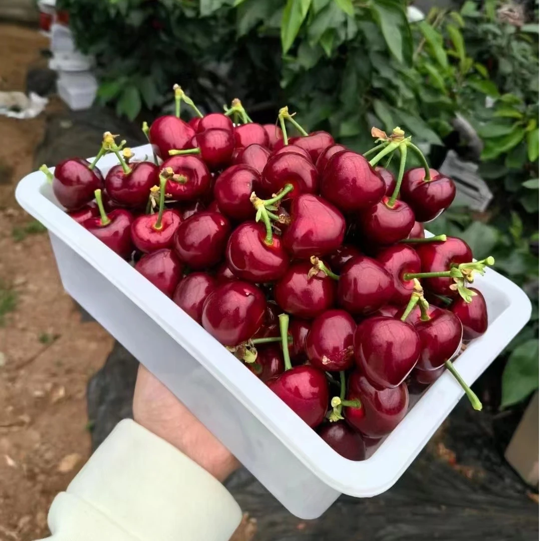 2J-5J大连美早樱桃现摘现发空运发货净重(1.8-4.8斤)