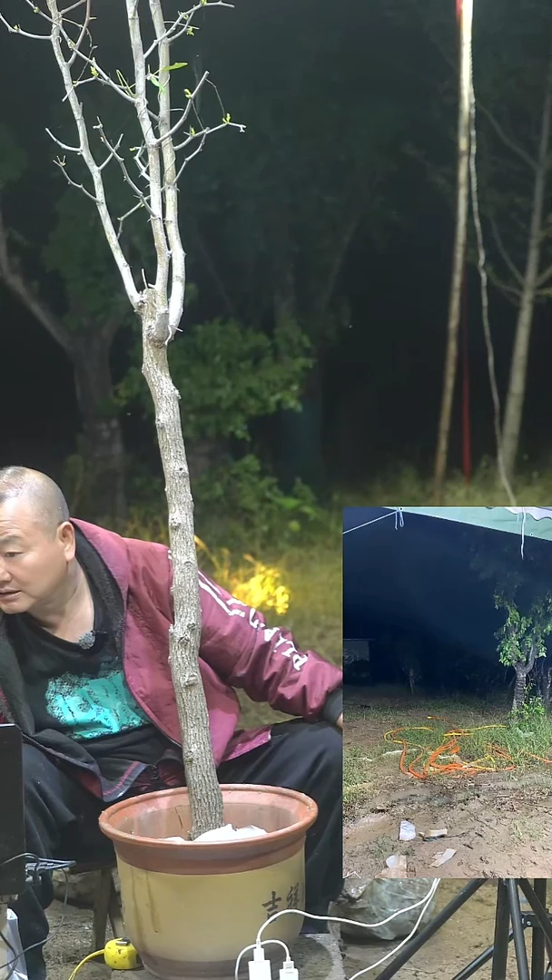 完全开放枣树0001