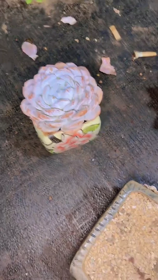 红?奶盖一物一拍A0052