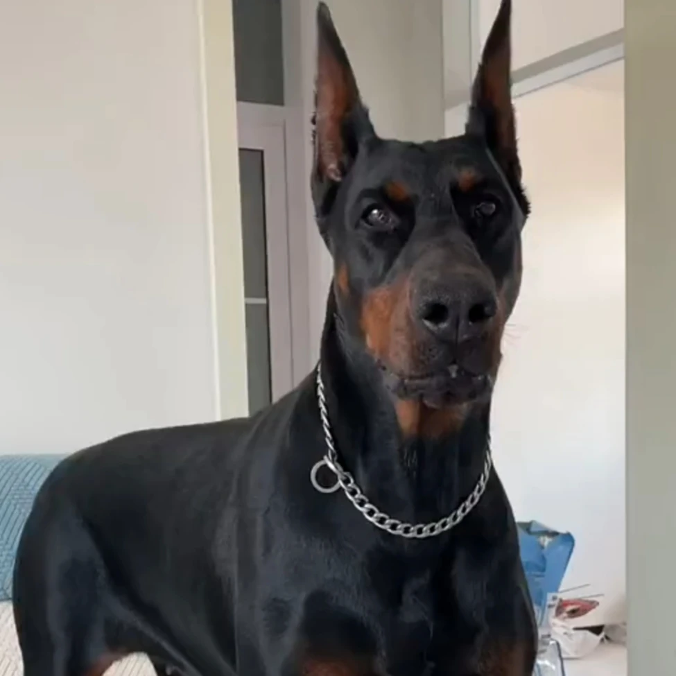 『山东瑞祥犬舍』 狗狗活体链接