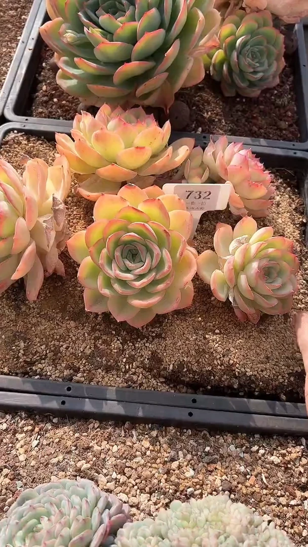 【闪购商品】732/733号晨露2多肉