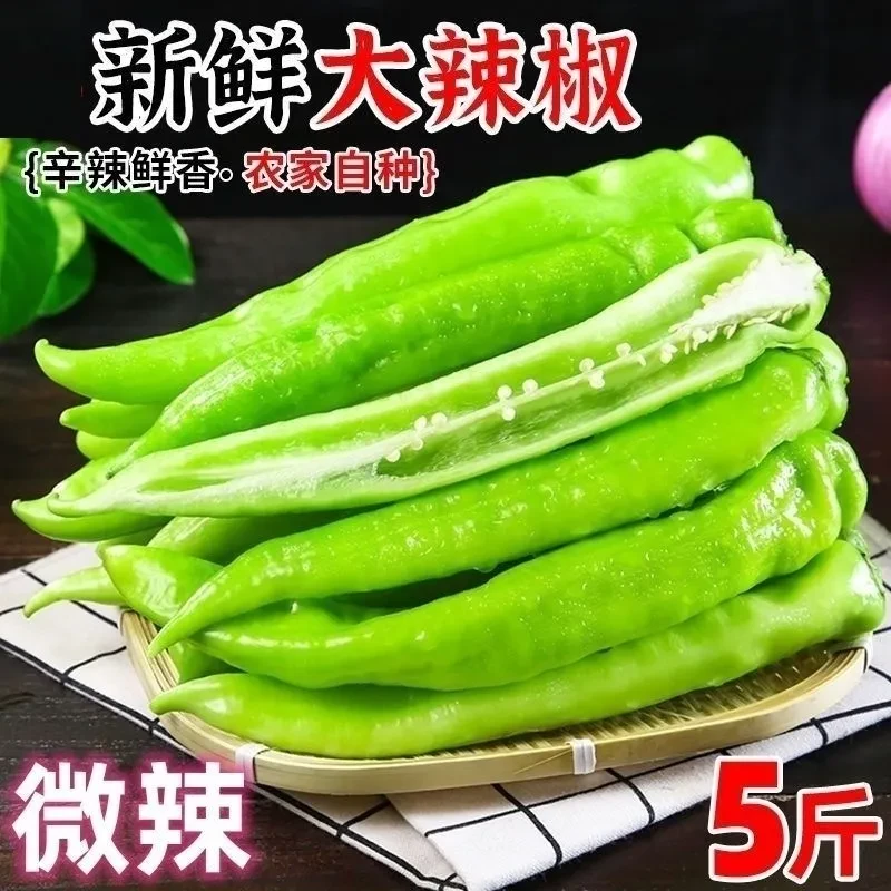 【现摘现发】5斤微辣尖椒长微辣椒薄皮时令蔬菜牛角椒便宜蔬菜新鲜