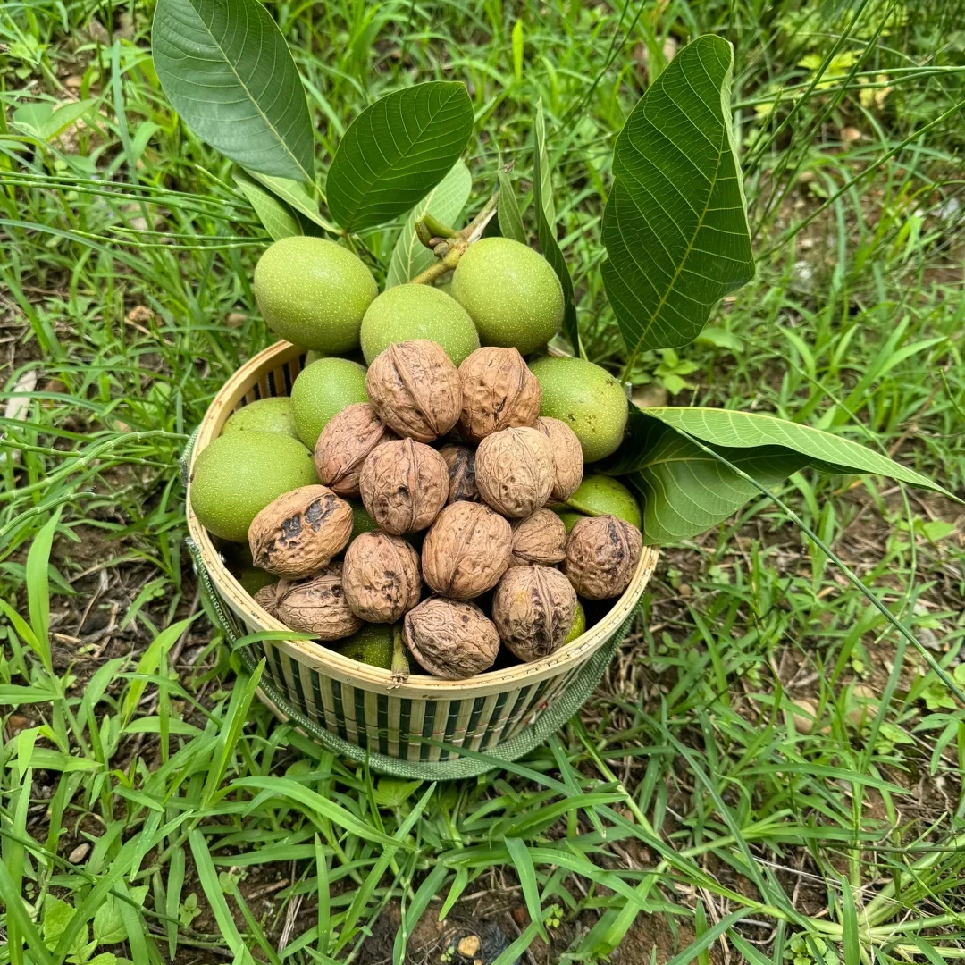 【京东次日达】云南老树高山湿核桃生核桃去青皮当季新鲜生吃做菜