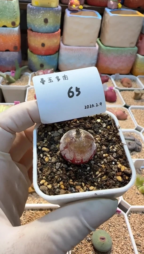 【闪购商品】25.2.9-65开心