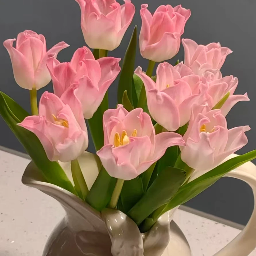 【一品花集】方德【贝儿】郁金香鲜花 云南昆明基地直发家用鲜花